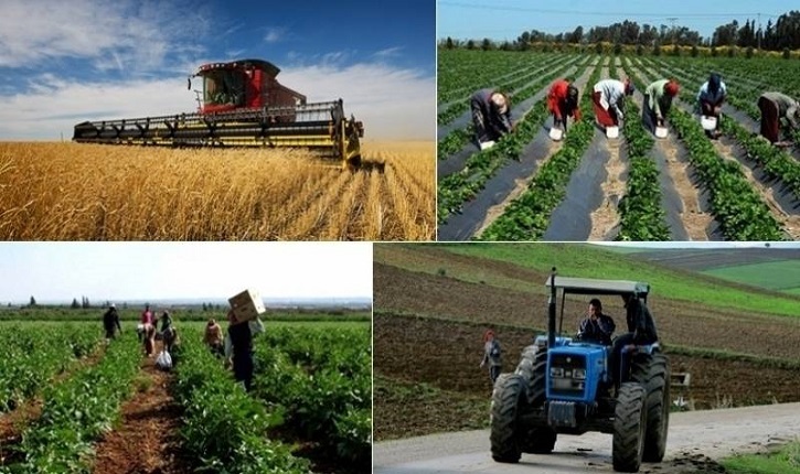 تساهم بـ1,08 بالمائة من إجمالي نسبة النمو المسجلة..   الفلاحة تدفع عجلة النمو في تونس وتكرّس موقعها كرافعة أساسية للاقتصاد الوطني